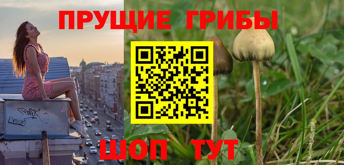Псилоцибиновые грибы мицелий Кохма